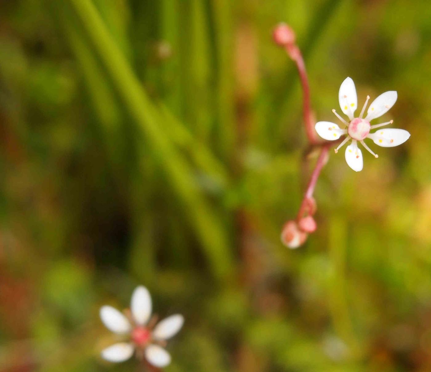 Saxifrage, Starry flower